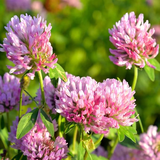 Todd's Seeds Red Clover Seeds, Non-GMO, Chemical Free, High Germination (1/2 Pound)
