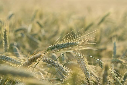 All Good Things Organic Seeds Hard Red Spring Wheat Seeds for Planting: High Protein Heirloom Grain, Light Brown Kernels - 200 Seed Packet