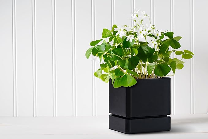 D'vine Dev 4 Inch Herb Planter Pot, Plastic Planter with Drainage Holes and Saucer, Modern Decorative Gardening Pot for Indoor Plants, Flowers, Herbs, Succulents, Black, Set of 2, 76-Y-B2-1
