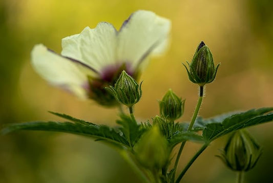 Plant Good Seed Flower of an Hour (Hibiscus) Seeds - Pack of 50 Heirloom Seeds for Planting Flowers - Gardening Supplies, Wildflower, Flower, Herb Garden, Flower Seeds to Plant - from USA