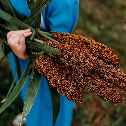 Sweet Sorghum Seeds 300pcs – Easy Growing, High Yield, Non-GMO, Ideal for Home Gardens & Outdoor Planting