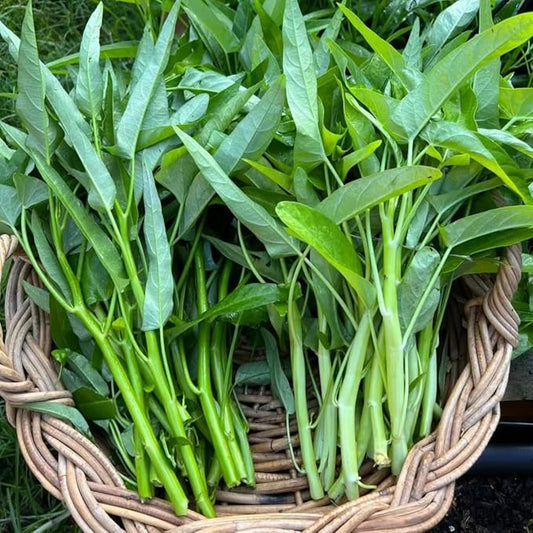 2000+ Kong Xin CAI Vegetable Seeds Water Spinach Kangkong Delicious Vegetable Seeds for Green Leaf Planting Garden Non-GMO Choy Ong Seed