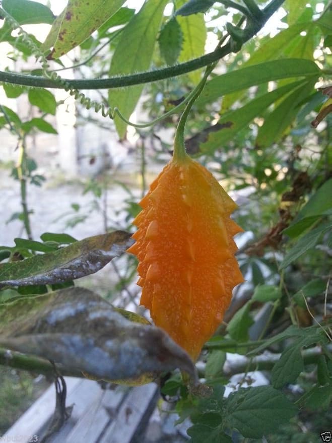 JAMAICAN CERASEE SEEDS- Bitter Melon-bitter Gourd,Use As Vegetable & Herb(25 Seeds)