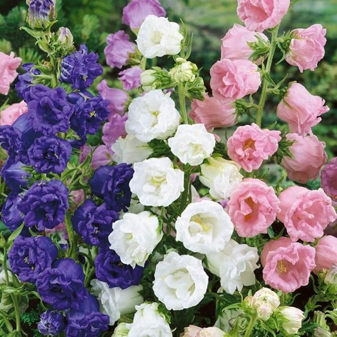 Seeds Canterbury Bells Double Mix/Bellflower/Biennial Flowers