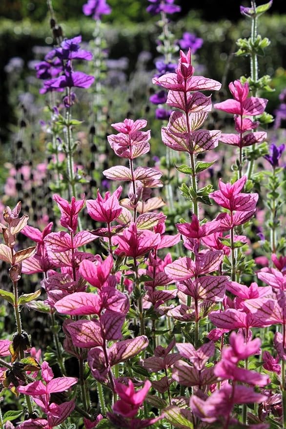 100+ Clary Sage Pink Sundae Seeds Salvia sclarea Flower Seed Birds Butterflies Pollinators Wildflower Flowers