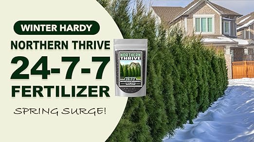 Fertilizer Commercial Grade | Northern Thrive 24-7-7 | 5 Ounces | Granular Controlled Release Feed | High Nitrogen Formula for Woody Ornamentals | Shrubs Trees Foliage Growth Beds Borders Landscapes