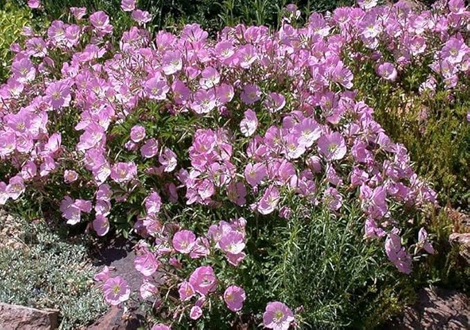 200+ Mix Showy Evening Primrose Seeds Flowers Garden Planting