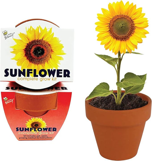 BUZZY Seeds 12-Pack Sunflower Mini Grow Pots – All-in-One Terracotta Flower Starter Kit with Growing Medium, DIY Gardening, Wedding and Shower Favors