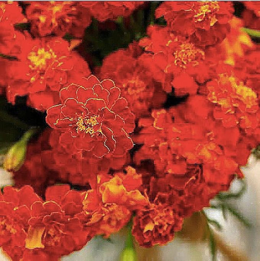 850 African Marigold Hawaii Seeds - Good Addition to Vegetable Gardens - Marde Ross & Company