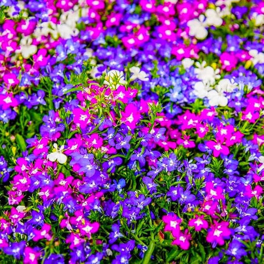 5200+ Perennial Mixed Lobelia Seeds for Planting-Non-GMO Heirloom Lobelia Ground Cover Flowers Great for Hanging Baskets, Pots and Containers