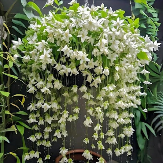 Weeping Jasmine Seeds (300 PCS) – Fragrant Cascading White Flowers, Climbing & Trailing Ornamental Vine, Non-GMO Flower Seeds for Garden, Balcony & Pergola Planting