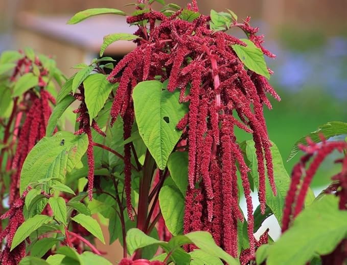 Seeds Love-Lies-Bleeding - Red Amaranth - Annual Flowers for Planting - GMO Free
