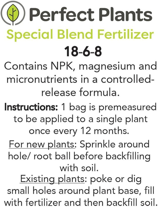 Needlepoint Holly - Size: 1 Gallon, Live Plant, Includes Special Blend Fertilizer & Planting Guide