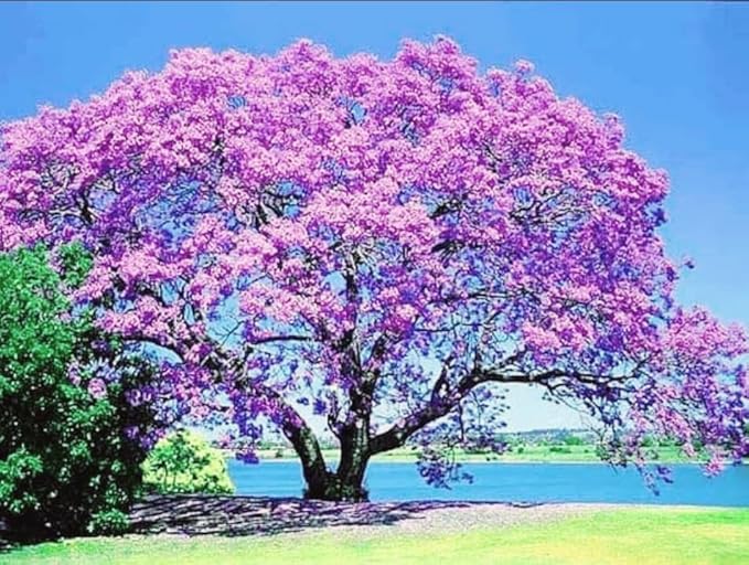 450 Paulownia fortunei | Dragon Tree | Fortunes Empress, by-PeavyTailor, Sapphire
