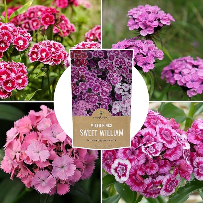 Sweet William Seeds – Mixed Pink Colors – Extra Large Packet – Over 120,000 Open Pollinated Non-GMO Flower Seeds – Dianthus barbatus