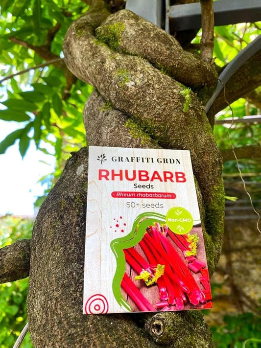Rhubarb Seeds 50+ Seeds Garden Rhubarb Rheum Rhabarbarum Garden Vegetables Seeds