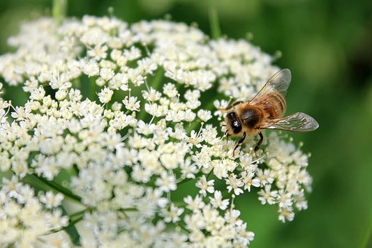 Yarrow White 10,000 Seeds (Achillea millefolium) - Heirloom - Open Pollinated - Native Flower Seeds for Planting - Attracts Pollinators - Drought Tolerant