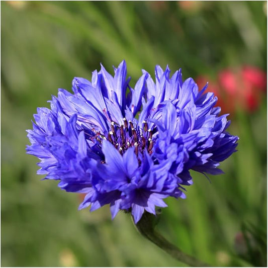 Seed Needs Cornflower Seeds for Planting Dwarf Blue Bachelor's Button Wildflowers - Heirloom & Open Pollinated Flowers to Plant and Grow an Outdoor Home Grown Butterfly Garden (1 Pack)