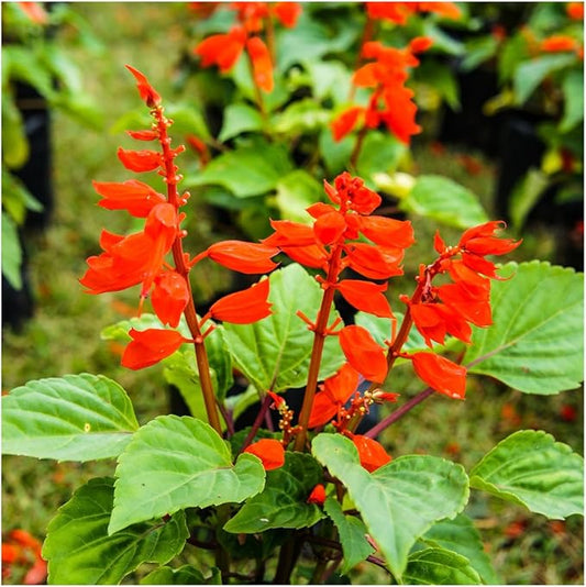 Seed Needs Deer Resistant Wildflower Seed Mix | 2 Ounce 30,000+ Seeds 22 Annual Perennial Species Open Pollinated | Bulk Seeds Mixed Color Blooms Annual Perennial Flowering Seed
