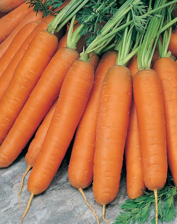 16,000 Scarlet Nantes Carrot Seeds for Planting Heirloom Non-GMO 28+ Grams Garden Vegetable Bulk Survival