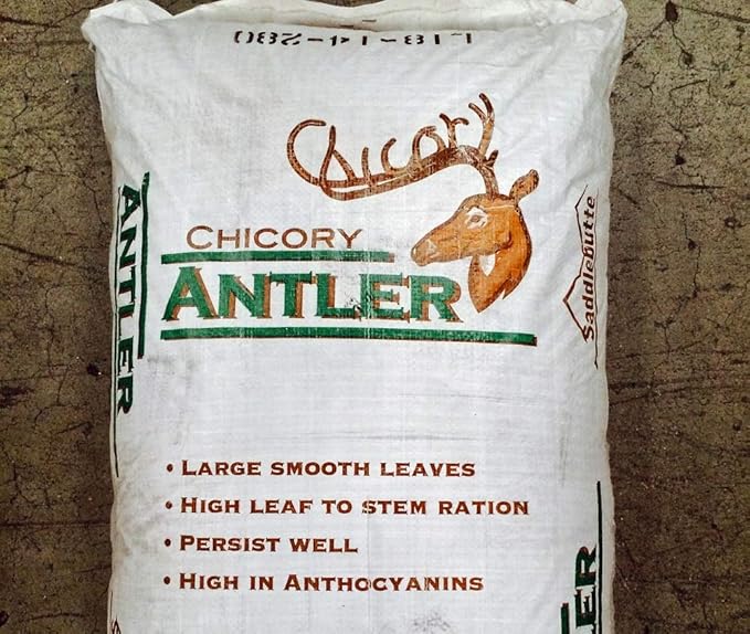 Antler Chicory Wildflower Seeds (Cichorium intybus), 4 Oz, Over 100,000 Seeds