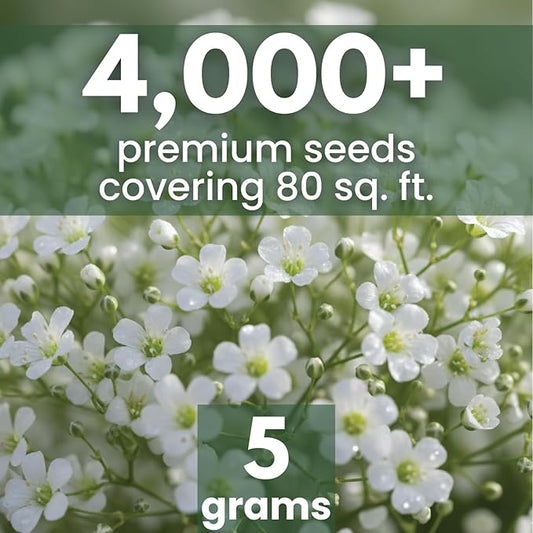 Baby’s Breath – 4,000 Seeds for Planting – 2026 Season – 5 Gram Pouch
