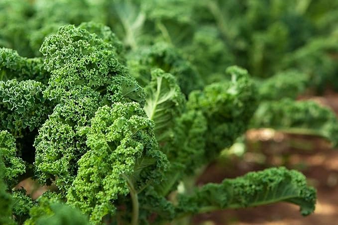 Food to Live Kale Seeds, 10 Pounds - Great for Sprouting and Planting, High Germination Rate, Non-Irradiated, Kosher, Vegan, Bulk, Grow Amazing Sprout, Microgreens and Plants for Salads, Sirtfood