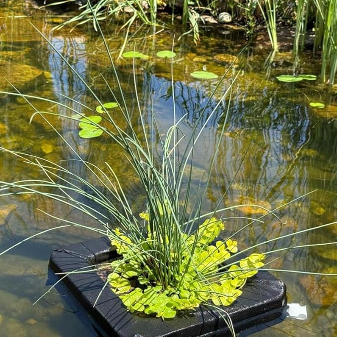 Chalily Aquatic Planting Bundle for Lily Likes, Bog Plants, Shallow Water Plant Kit Floating Island Kit Pond Water Garden Aquatic Soil Pond Plants (4qt Soil, Floating Island)
