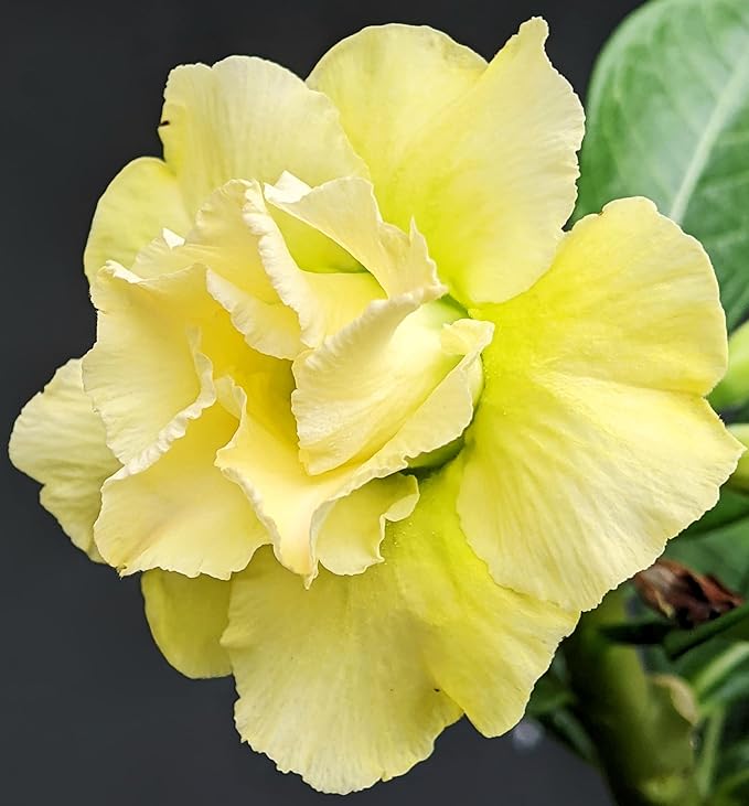 100 Desert Rose Seeds for Planting Mixed Color Ready to Grow Adenium Obesum Seed Exotic Succulent Colorful Bonsai Plant Tropical Rose Flower Planting Non-GMO Heirloom (100, Seeds)