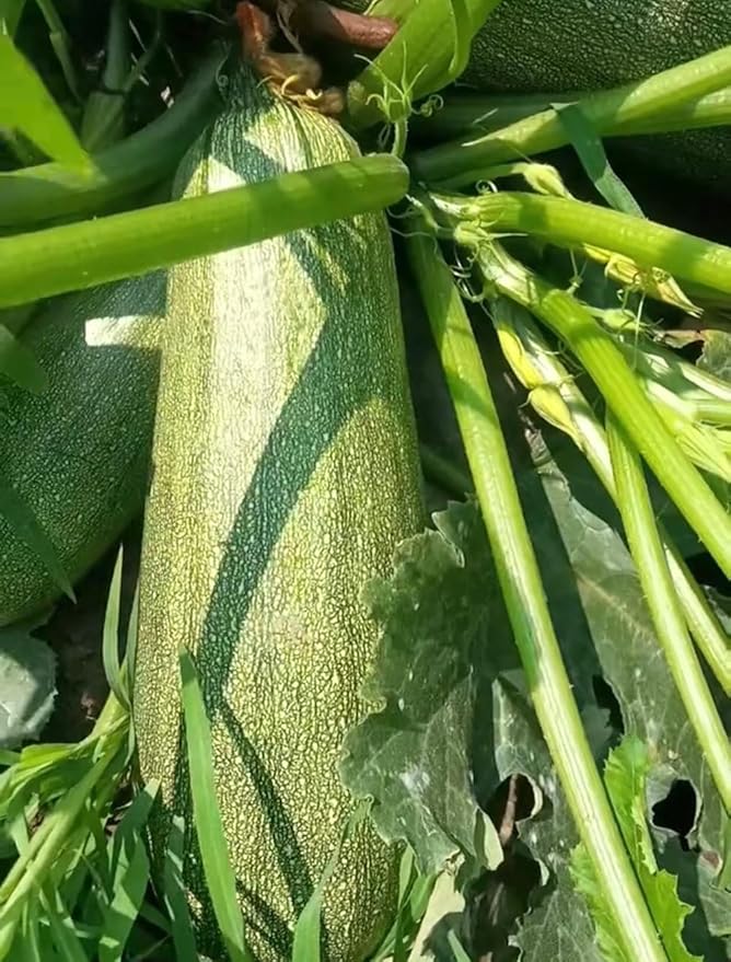 30+ Squash Zucchini Seeds Non-GMO Summer Squash Cucurbita Pepo Mexican Grey Squash Heirloom Vegetable