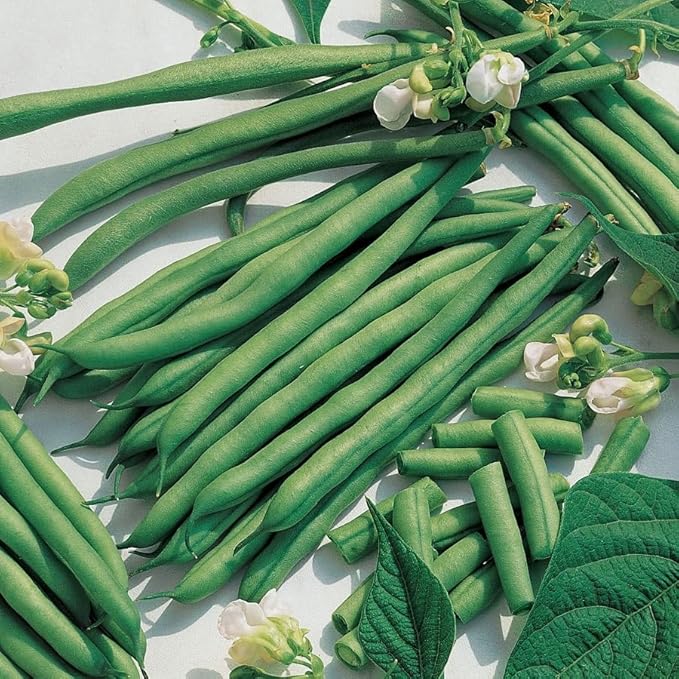 Park Seed Kentucky Blue Pole Bean Seeds – AAS Winner, 8–9 Inch Pods, Tall Vines for Trellises or Three Sisters Planting, Classic Beany Flavor, Fast Growing Hybrid – 1/4 lb Pack