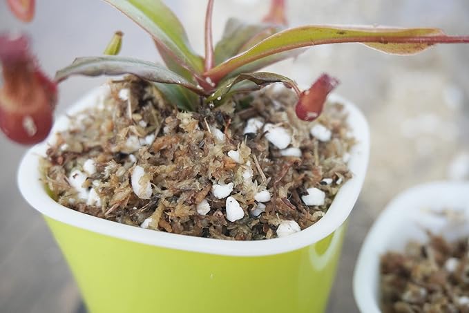 8 Qts Carnivorous Plant Soil Mix, Great Potting Soil for Venus Fly Traps, Pitcher Plants, Sundews and Butterworts