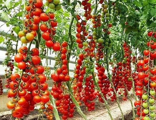 Seeds Vine Tomato Indeterminate Non GMO Heirloom