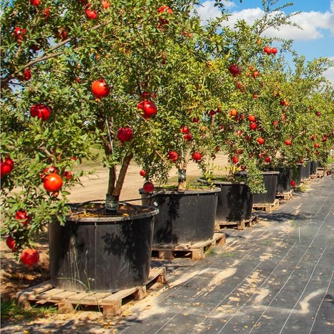 30+ Pomegranate Seeds Perennial Fruit Tree - Pomegranate Fruit Seeds for Planting Non-GMO
