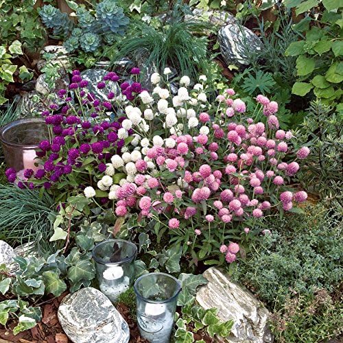 Park Seed Las Vegas Mix Gomphrena Seeds, Pack of 20 Seeds