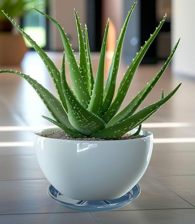 6 Pack of Plant Saucer 12 inch, Large Heavy Duty Plastic Saucers Round, Plant Drip Trays for Indoors Outdoor, Plant Water Tray for Planters, Blue