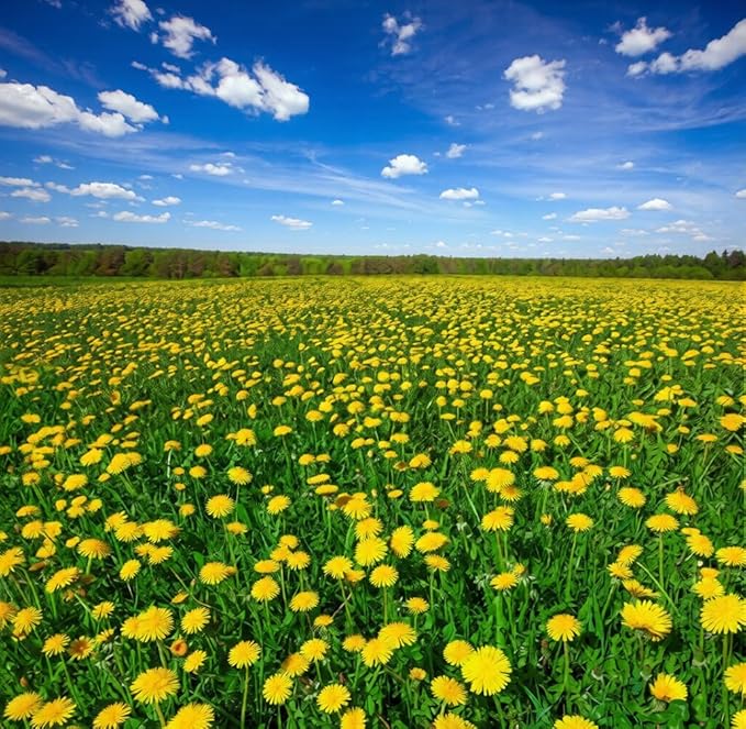 10,000+ Dandelion Seeds for Planting – Heirloom Non-GMO Taraxacum officinale, Edible Herb Seeds for Garden, Medicinal Use, Salads and Wildlife Support