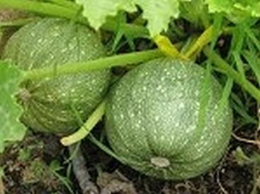 Seeds Round Zucchini Light Green Courgette Non GMO Heirloom