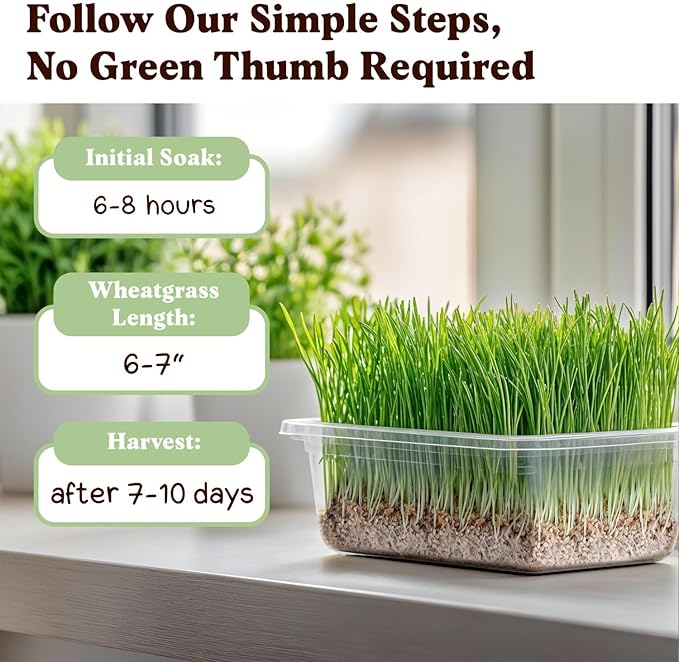 Seedboy Organic Wheatgrass Seeds – Hard Red Spring, Non-GMO, USA Grown Microgreens & Sprouting Seeds – 8 oz Bag Yields 8 Quarts (Hard Red Spring Wheatgrass)