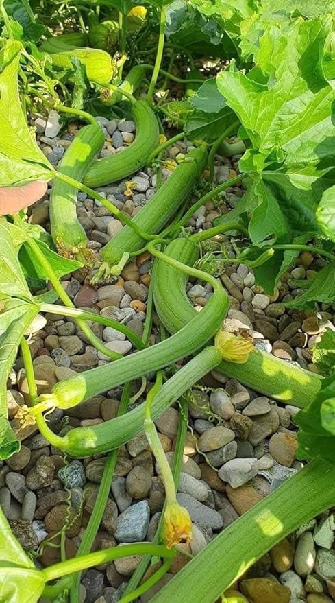 20+ Vietnamese Hybrid Smooth Luffa; Hạt giống mướp hương xanh lai F1; Mướp hương nụ 5 lá giống mướp sai quả Gourd Seeds - Dok - Hybrid