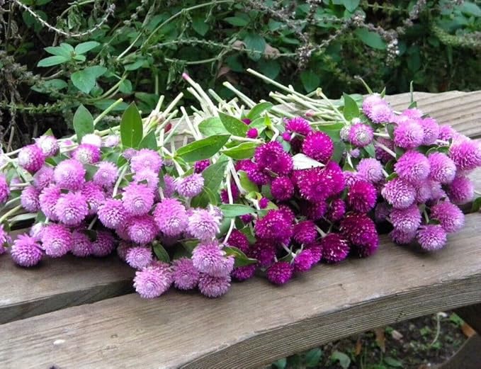 Mixed Color Globe Amaranth Gomphrena Seeds Purple Red White Dried Arrangements Non-GMO 100pcs