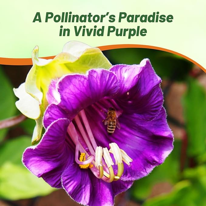 Outsidepride Violet Cobea Cup and Saucer Vine Seeds - 200 Pcs Perennial Climbing Vine Flower Seeds with Lush Foliage & Large Flowers That Attract Pollinators, for Fences, Trellises, or Walls
