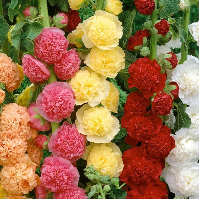120+ Hollyhock Seeds Carnival Mix Giant Mallow Double Hollyhock Flowers Perennial Outdoor Home Garden Flower (Mix Color)