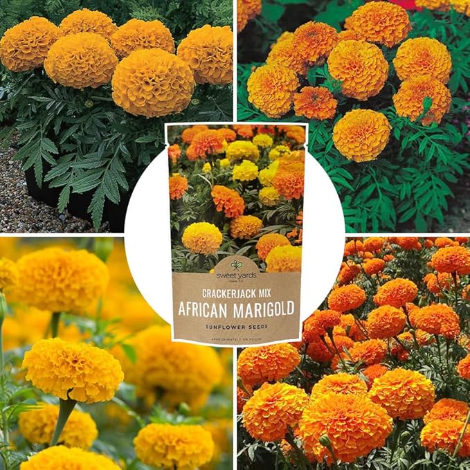 African Marigold Seeds Crackerjack Mix - Bulk 1/4 Pound Bag - Over 40,000 Seeds - Huge Orange and Yellow Blooms