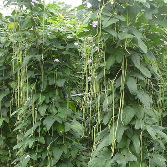MOCCUROD 30+ Yard Long Bean Seeds Asian Vegetable Long Bean String Beans Productive USA