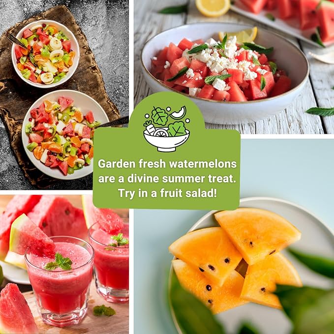 Sow Right Seeds - Tri-Color Watermelon Seed Collection for Planting - Red Jubilee, Yellow Petite and Orange Tendersweet Watermelons - Non-GMO Heirloom Seeds to Plant a Home Vegetable Garden