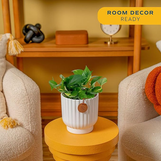 Costa Farms Golden Pothos Live Plant, Devil's Ivy in Decorative Pot, Easy to Maintain, Air Purifying Indoor Houseplant, Home, Room, or Office Decor, House Warming or Birthday Gift, 12-14 Inches Tall