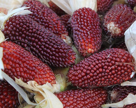 Seeds Vegetable Ornamental Corn Red - 10 Seeds