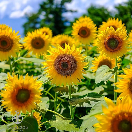 Mammoth Grey Stripe Sunflower Seeds- Helianthus annuus - Pack of 500 Seeds by Seeds2Go