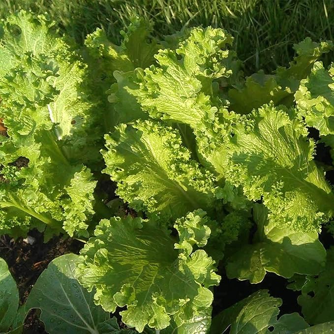 Southern Giant Curled Mustard Seeds: 1 Lb - Non-GMO Seeds for Herb Gardening, Growing Microgreens, Vegetable Garden